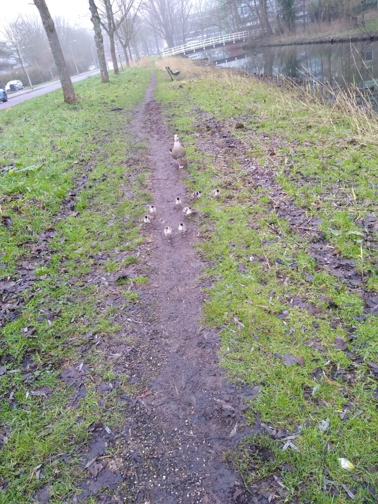 Nijlgans met kuikens