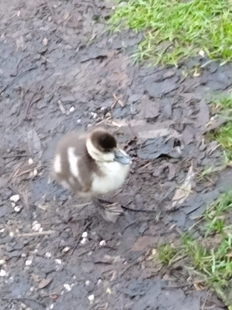 Eend met kuikens (2)